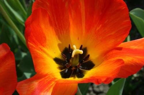 Tulip Orange Plant Spring Holland