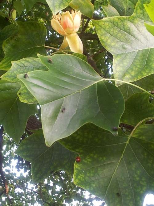 Tulip Tree Flower Big Tree Tulip Blossom Flora