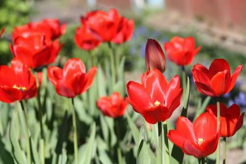 Tulips Tulip Flower Spring Nature Red