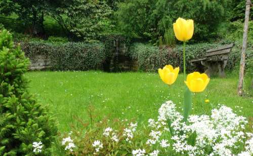 Tulips Yellow Flowers Garden Fountain