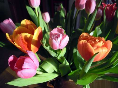 Tulips Flowers Plant Spring Colorful Color