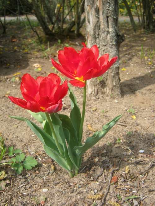 Tulips Red Spring Bloom Blossom Open