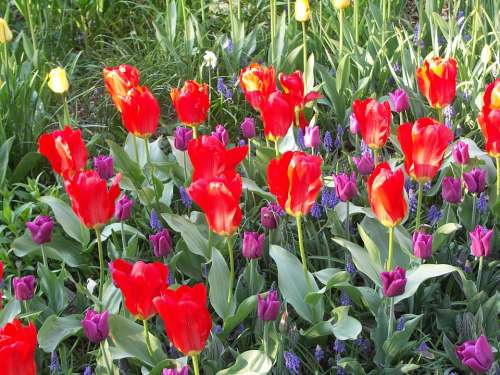 Tulips Flower Spring Bloom Red Garden