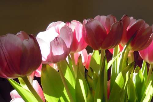 Tulips Flowers Flower Nature Plant Spring Color