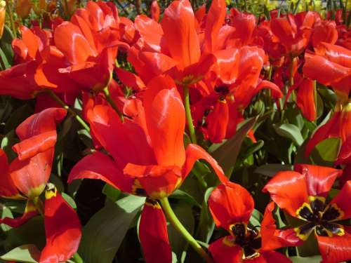 Tulips Plant Red Flowers Bloom Blossomed Close Up