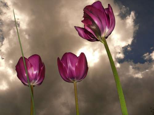 Tulips Backlighting Beautiful Sky Dramatic Mood