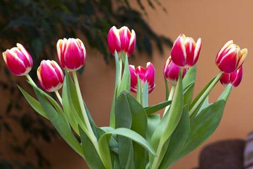 Tulips Flowers Posy Colored Beauty