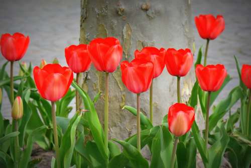 Tulips Red Nature