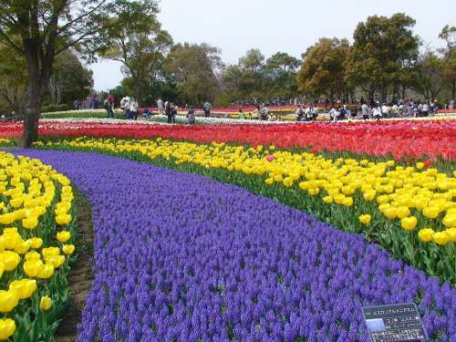 Tulips Kiso Sansen Park Gifu