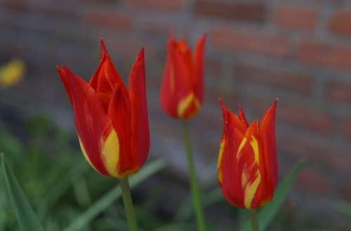 Tulips Flower Flowers Dutch Red Yellow Sweet