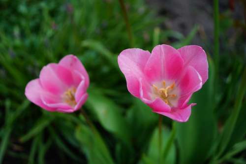 Tulips Flowers Pink Sweet Tender Beautiful Spring