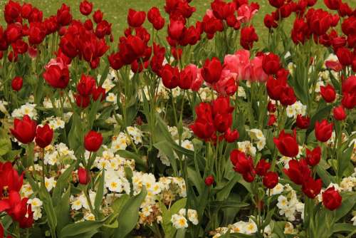 Tulips Red Plant Romance Bloom