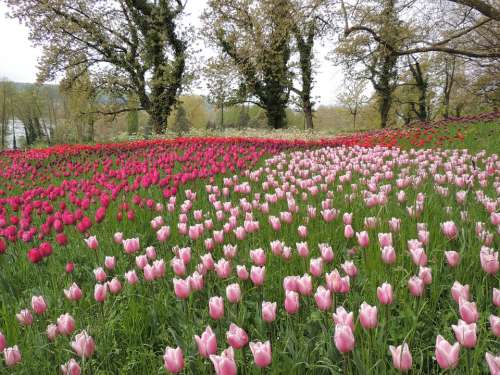 Tulips Field Violet Blossom Bloom Wild Plant Pink
