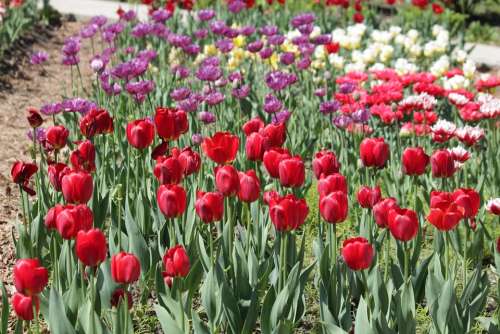 Tulips Red White Lilac Flowers Spring Beauty