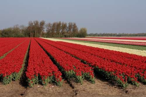 Tulips Nature Colorful Red Bloom Flowers