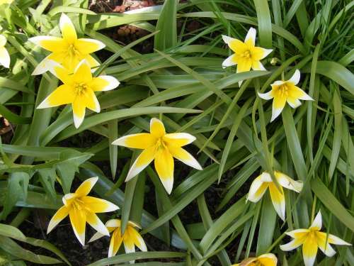 Tulips Yellow Green Leaves Plants Flower Nature