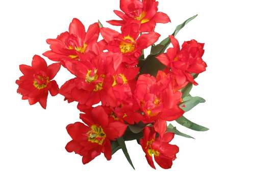 Tulips Red Spring Flowers Flora Bouquet Love