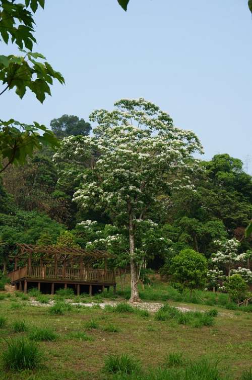 Tung Trees And Flowers Flowering White Flower