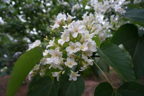 Tung Trees And Flowers Flowering White Flower