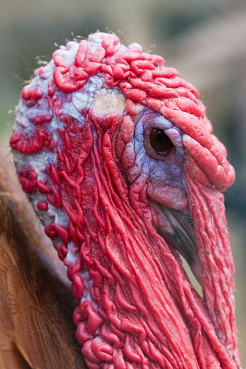 Turkey Bird Domestic Poultry Animal Head Face