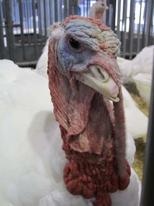 Turkey Bird Poultry Head Animal Farm Farm Animal