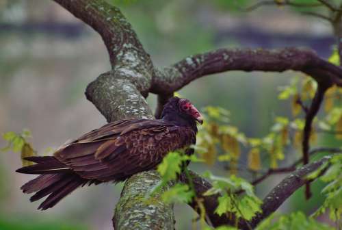Turkey Vulture Raptor Bird Buzzard Niagara Gorge