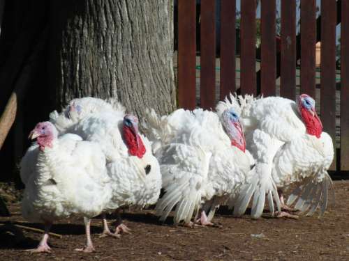 Turkeys Poultry Animals Pets Farm Turkey