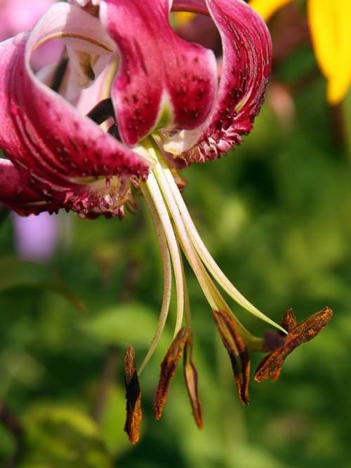 Turk'S Cap Lily Lilium Martagon Turk'S Cap Lily Lily