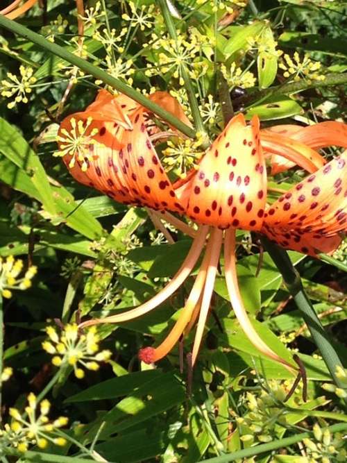 Turk'S Cap Lily Flower Bloom Orange Cap Lilly Lily