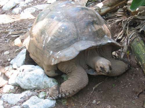 Turtle Giant Tortoise Tortoise Panzer Armored