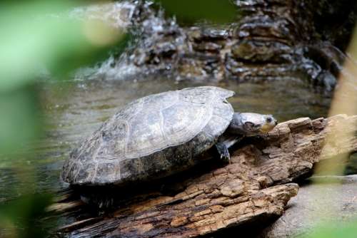 Turtle Stream Water Reptile Log Carapace Shell
