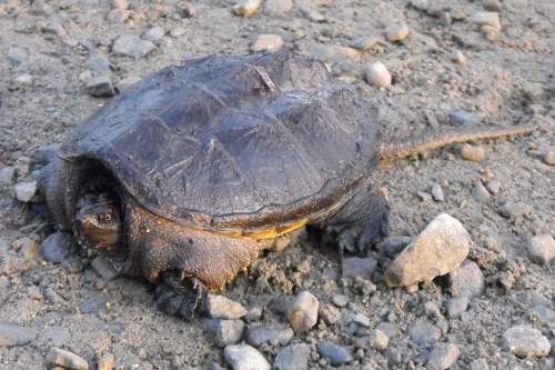 Turtle Common Snapping Turtle Ontario Nature