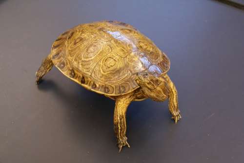 Turtle Animal Close-Up Macro Shell Armor