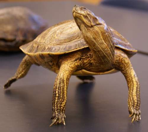 Turtle Reptile Animal Macro Close-Up Nature