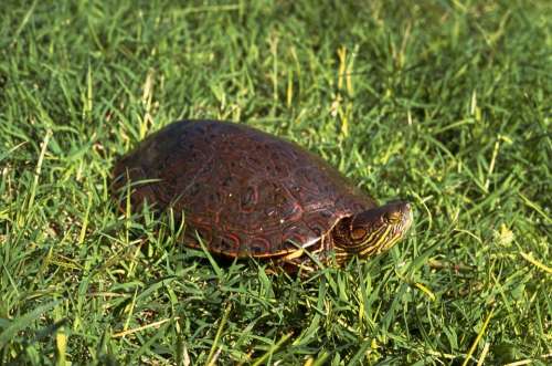 Turtle Slider Bend Big Turtles Amphibians