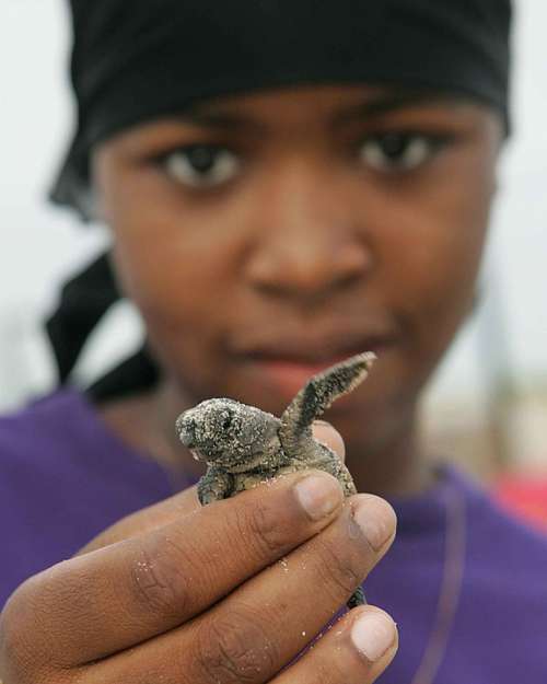 Turtle Loggerhead Baby Girl American Afro Women