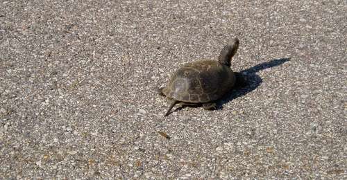 Turtle Road Crawl Shell Wildlife Nature