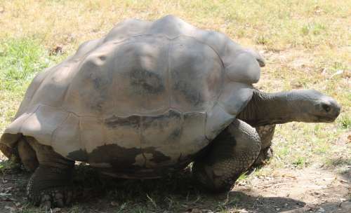 Turtle Tortoise Animal Reptile Nature Shell