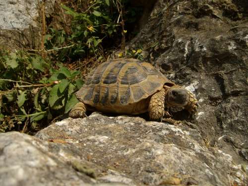 Turtle Rocks Nature Animal Reptile
