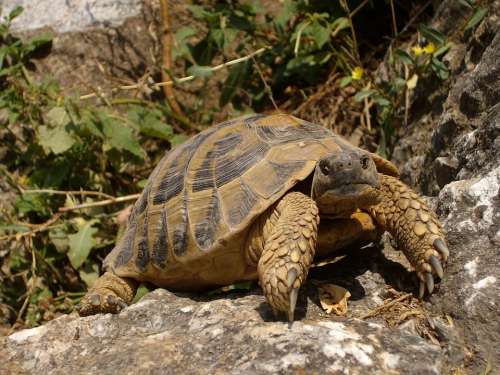 Turtle Rocks Nature Animal Reptile