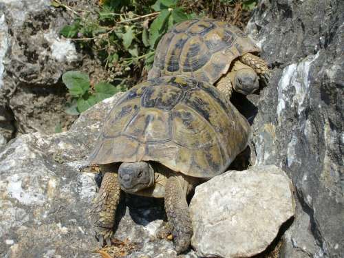 Turtles Rocks Nature Animal Reptiles