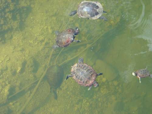 Turtles Water Lake Pond Reptiles Animals Swimming
