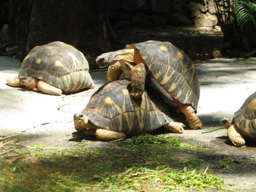 Turtles Mating Reproduction Tortoise Nature
