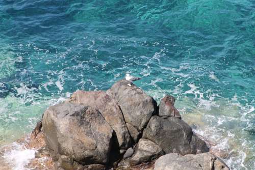 Tuscany Sea Island Capraia Seagull Scoglio