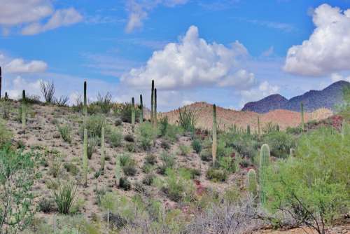 Tuscon Arizona Desert Beautiful Scenery Cactus