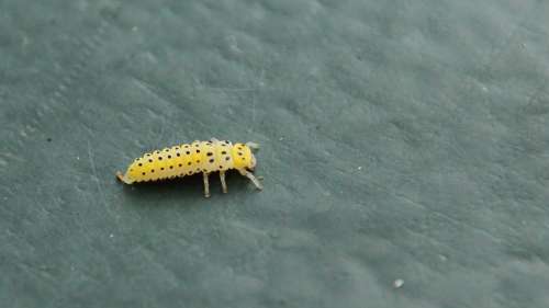 Twenty-Two-Spotted Lady Beetle Mushroom Ladybug Larva