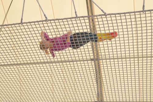 Twist Fall Diving Trapeze Free Fall Spin Circus