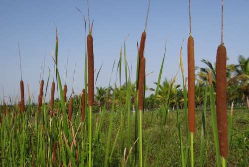 Typha Angustifolia Lesser Bulrush Narrow Leaf Cattail