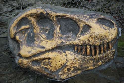 Tyrannosaurus Bone Fossil Excavations Archeology