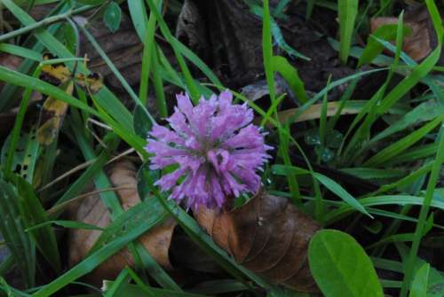Udaberria Flower Lorea Spring